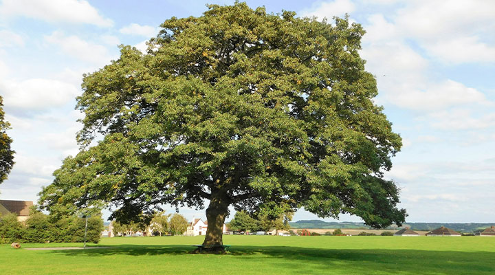 Lovely big tree