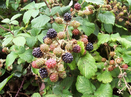 Brambles