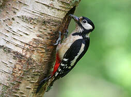 Woodpecker